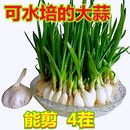 包邮 大蒜农家大蒜 阳台盆栽蒜苗种子可以发芽 水培大蒜种子四季