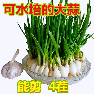 水培大蒜种子室内盆栽大蒜