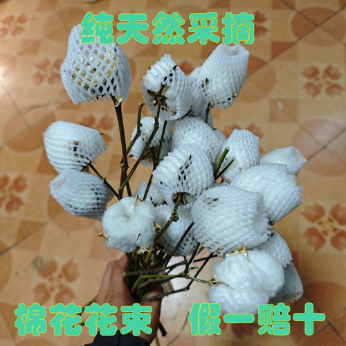 纯天然真棉花带杆棉花花束风干