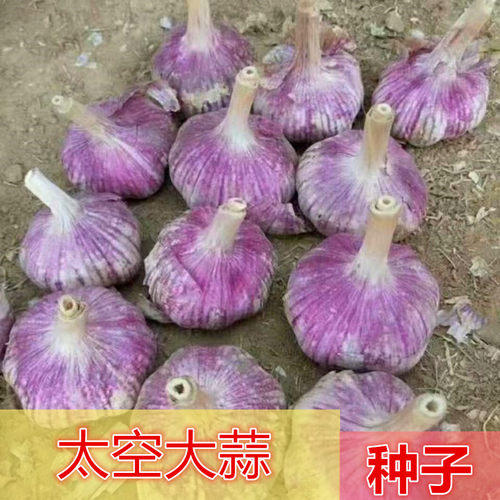 大蒜头种子秋季种植紫红皮太空蒜