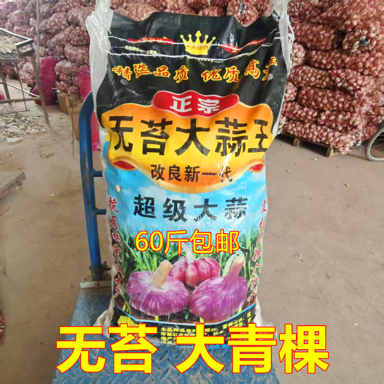 无蒜苔大蒜种子山东无苔蒜种60斤包邮不出苔蒜无苔大青颗高产大蒜