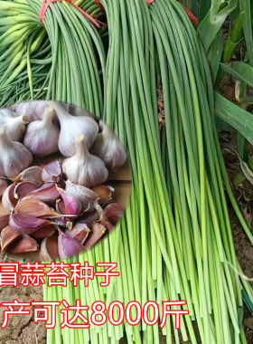 早熟蒜苔种子小香蒜白冒蒜薹笨蒜小紫皮蒜头硬杆香蒜川蒜红根蒜苗