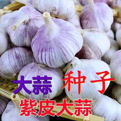 紫红皮大蒜种子大蒜栽子