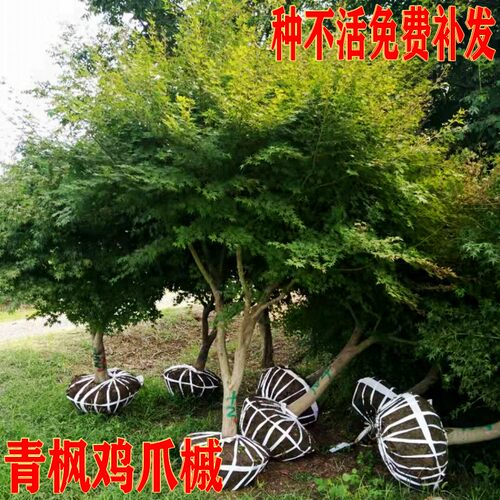 景观苗木价格 景观苗木图片 星期三