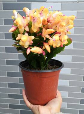 黄色带花苞白色蟹爪兰多色
