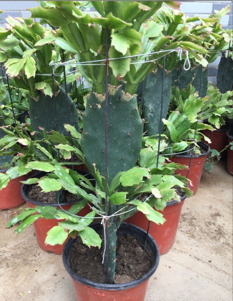 仙人掌嫁接蟹爪兰盆栽多层实拍照片包邮根系发达送专用支架