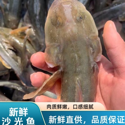 顺丰发货大规格2-20条一斤 新鲜沙光鱼小龙鱼泥鱼龙尾鱼胖头鱼