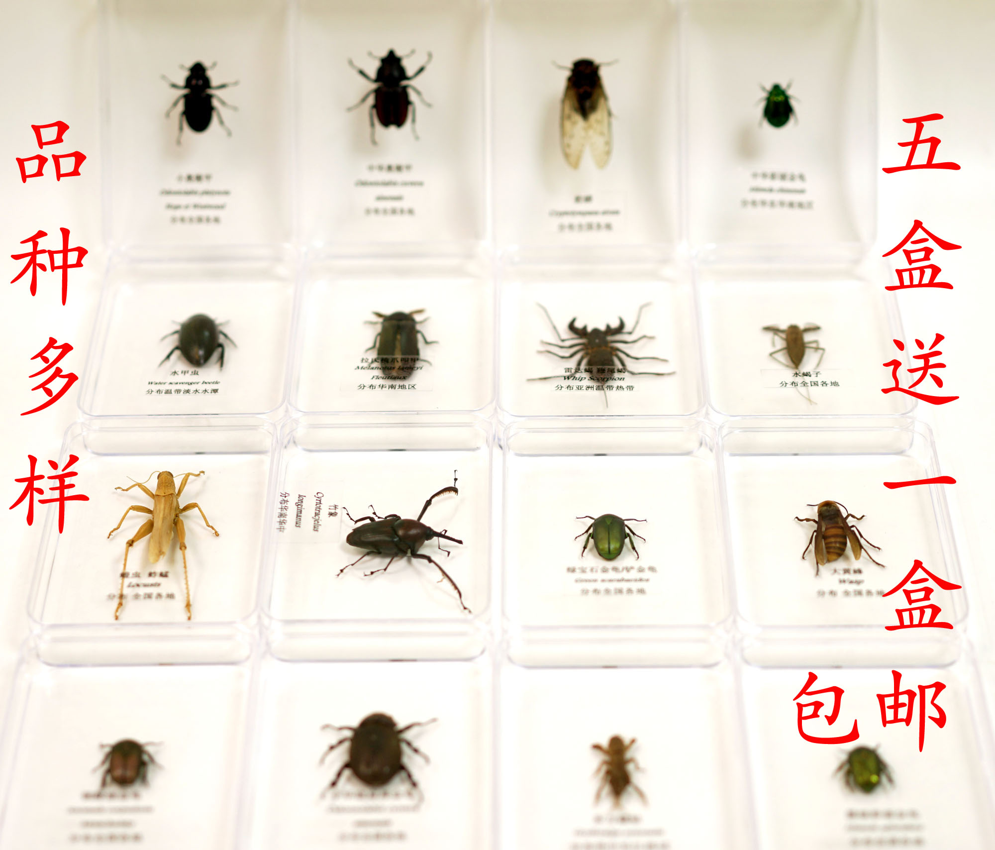 昆虫标本透明盒装天然真蝴蝶幼儿园教学认知礼物蝉天牛金龟蜂蟋蟀-封面