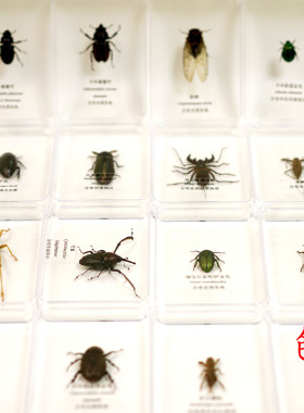 昆虫标本螳螂蝉蚂蚱蟋蟀蛾
