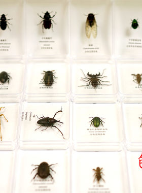 昆虫标本螳螂蝉蚂蚱蟋蟀蛾