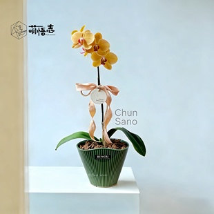 景德镇手捏异形陶瓷花盆兰花盆透气轻奢高级客厅蝴蝶兰流泉枫专用