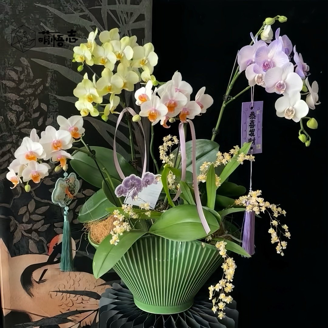 萌悟志景德镇手捏异形陶瓷花盆兰花盆透气轻奢高级客厅蝴蝶兰专用,鲜花速递/花卉仿真/绿植园艺,花盆,淘宝优惠券,粉丝福利购,淘宝优惠卷