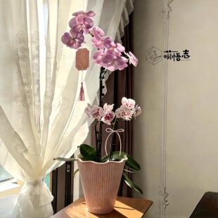 景德镇陶瓷蝴蝶兰花盆轻奢高级异形粗陶大花惠兰拱兰文心兰专用盆