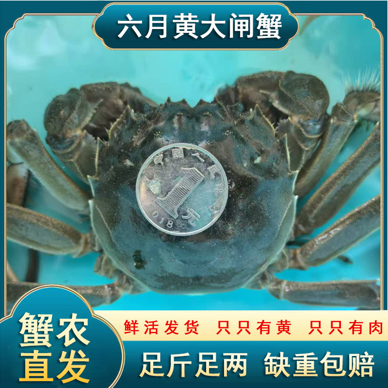 【特大】活蟹大闸蟹六月黄
