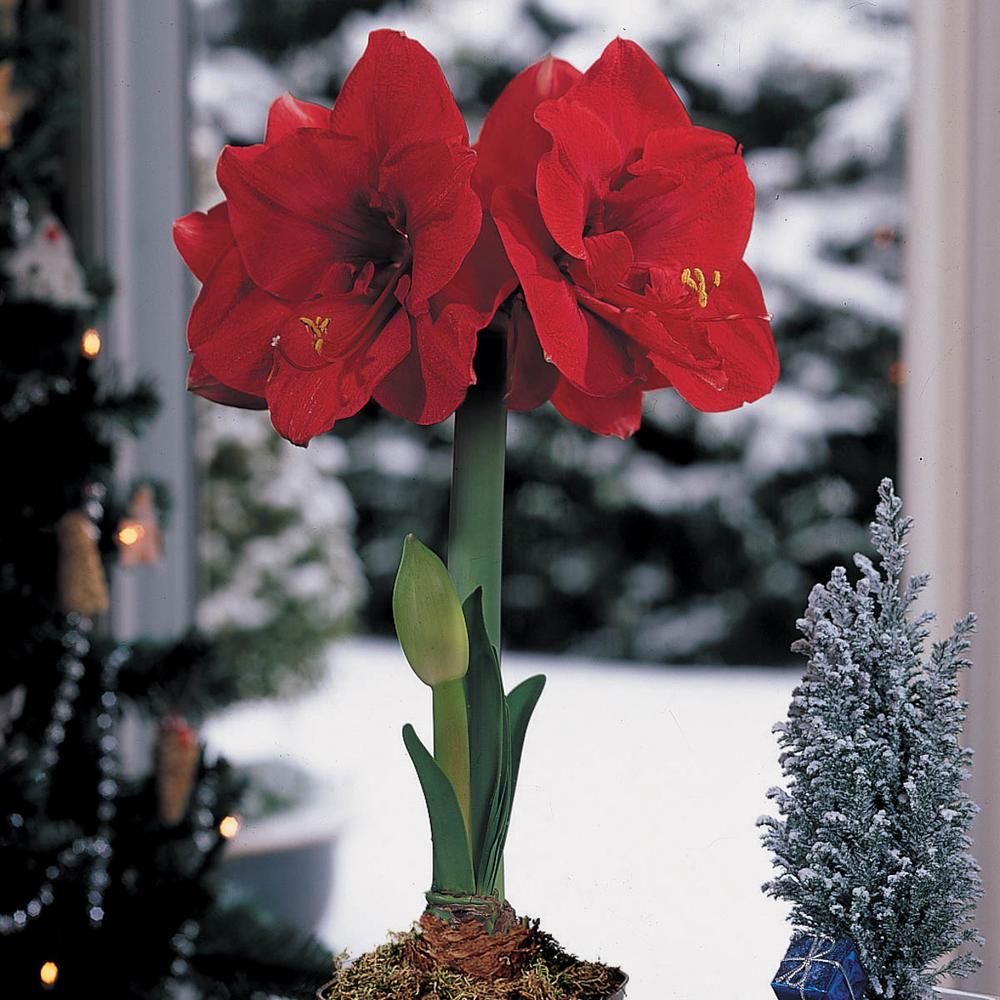 悠暖花开进口南非朱顶红球圣诞快乐大花型阳台花卉植物