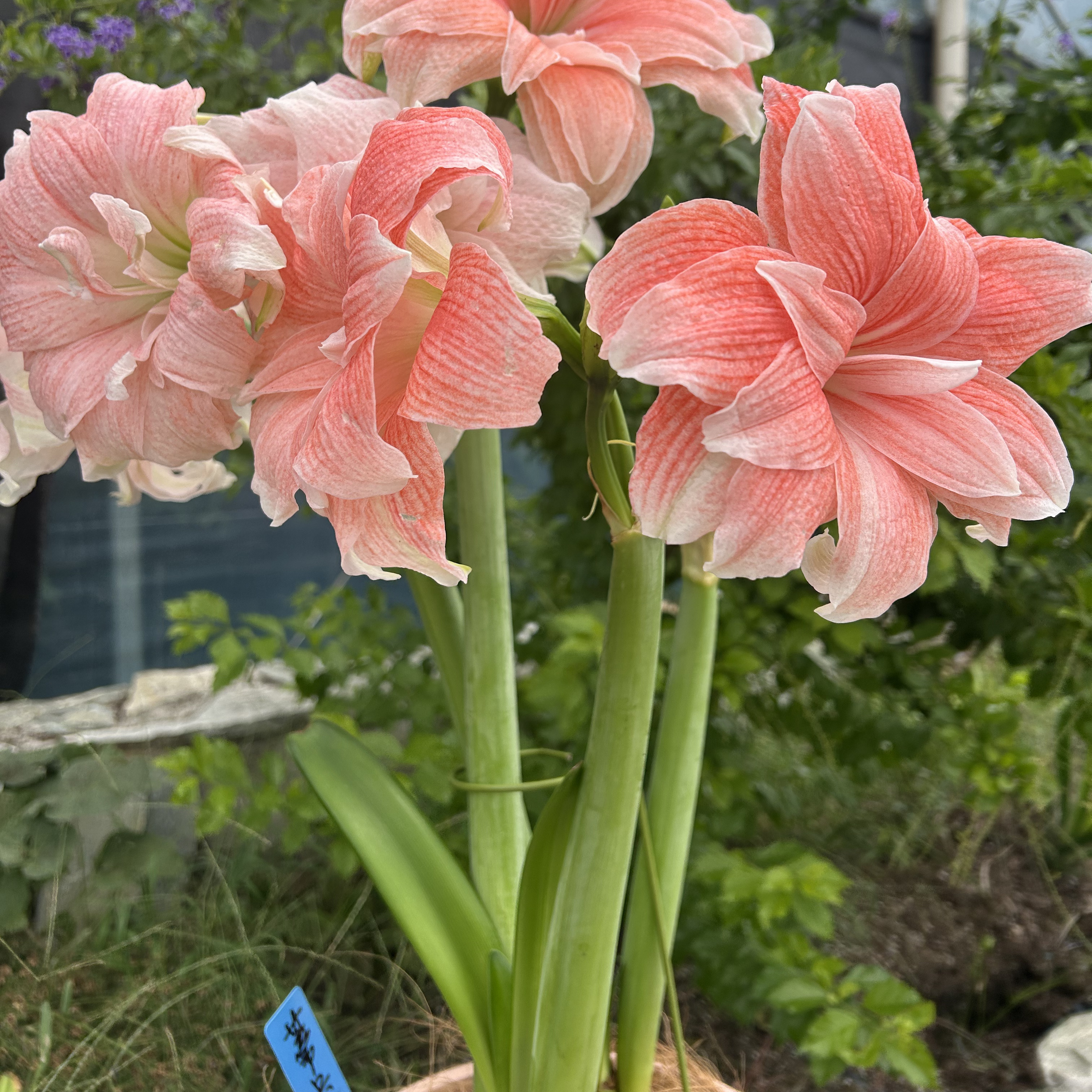 悠暖花开朱顶红蒂卡荣耀