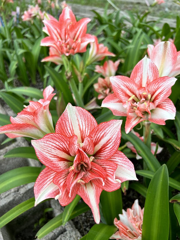 悠暖花开 多年生 盆栽种球 自育杂交朱顶红 白肋重瓣 粉色花 樱桃