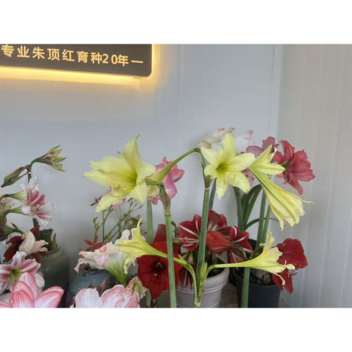 悠暖花开【日耳曼】 自然球多年生朱顶红开花室内阳台