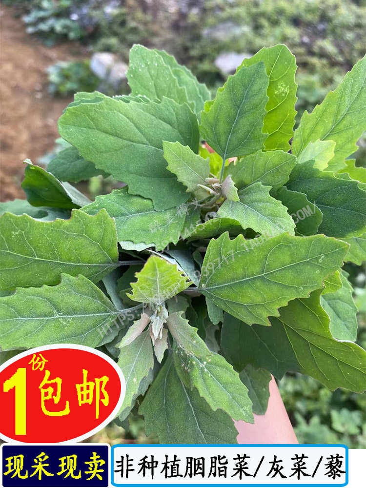 新鲜灰灰菜野菜藜落藜胭脂菜灰藜灰菜灰条灰蓼头草苋菜农村野菜苗