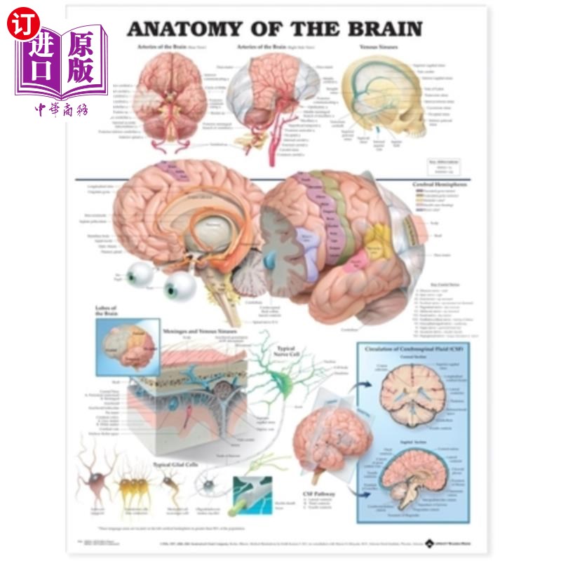 海外直订医药图书Anatomy of the Brain Anatomical Chart 脑解剖图解剖