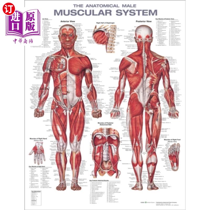 海外直订医药图书Anatomical Male Muscular System Anatomical Chart男性肌肉系统解剖图