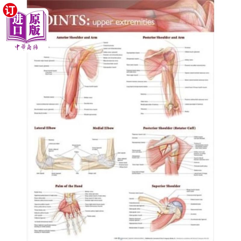 海外直订医药图书Joints of the Upper Extremities Anatomical Chart 上肢关节解剖图