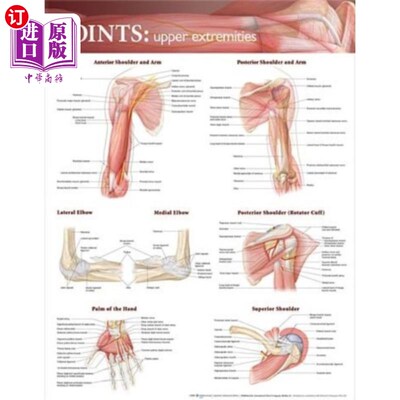海外直订医药图书Joints of the Upper Extremities Anatomical Chart 上肢关节解剖图