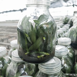 蝴蝶兰瓶苗1瓶11颗无菌宝宝苗带营养液新手苗室内盆栽好养活包邮