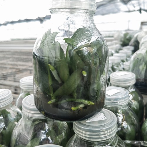 蝴蝶兰瓶苗1瓶11颗无菌宝宝苗带营养液新手苗室内盆栽好养活 包邮