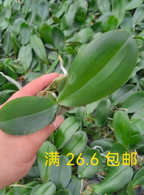 1.7寸蝴蝶兰新手宝宝苗