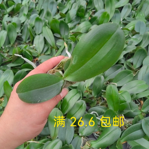 1.7寸蝴蝶兰新手宝宝苗