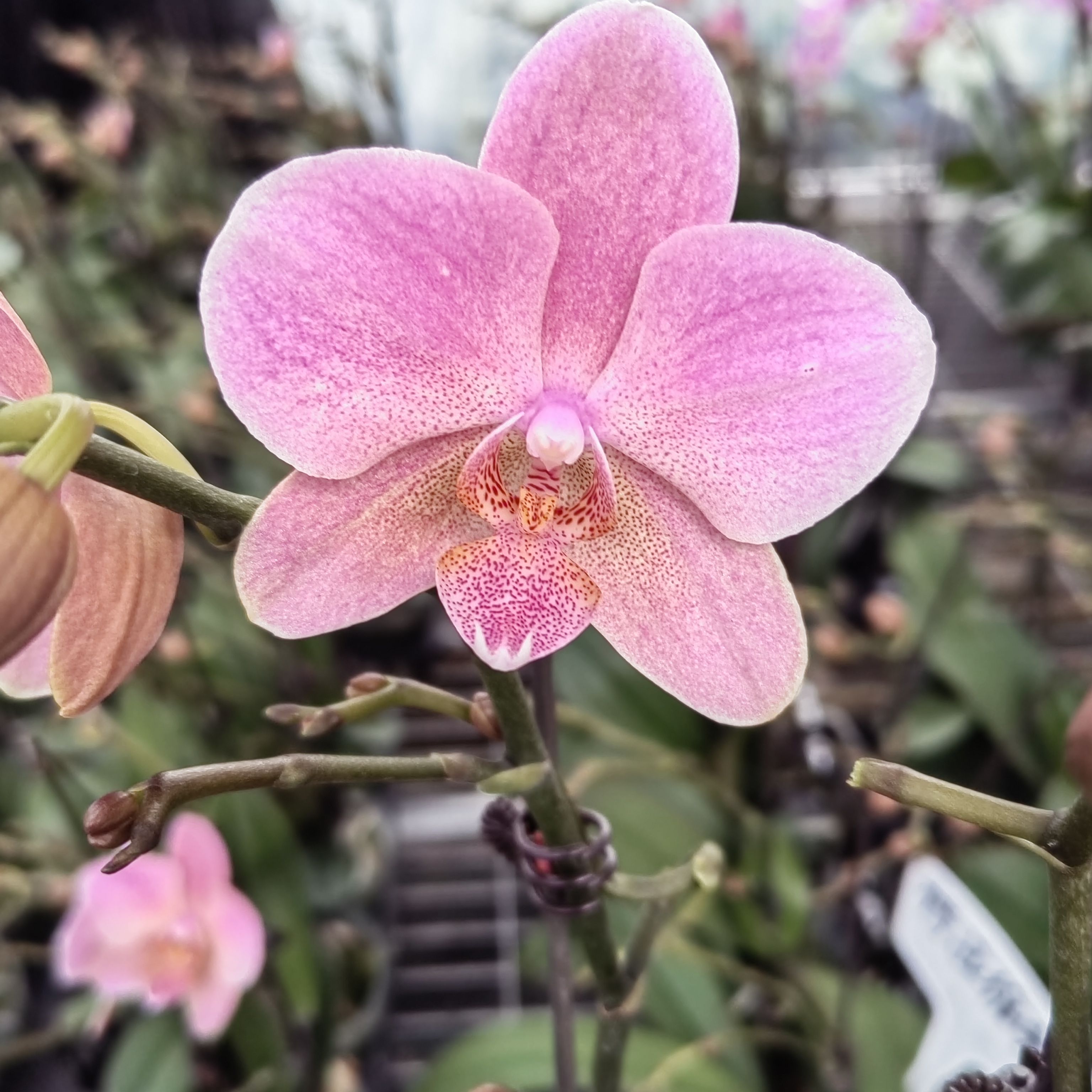 客厅特拉维索基地直发当年开花蜡质花沙糖桔室内盆栽小香花独角兽