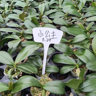 蝴蝶兰大苗2.5寸—3.0寸成熟苗品种齐全室内盆栽四季好养基地包邮