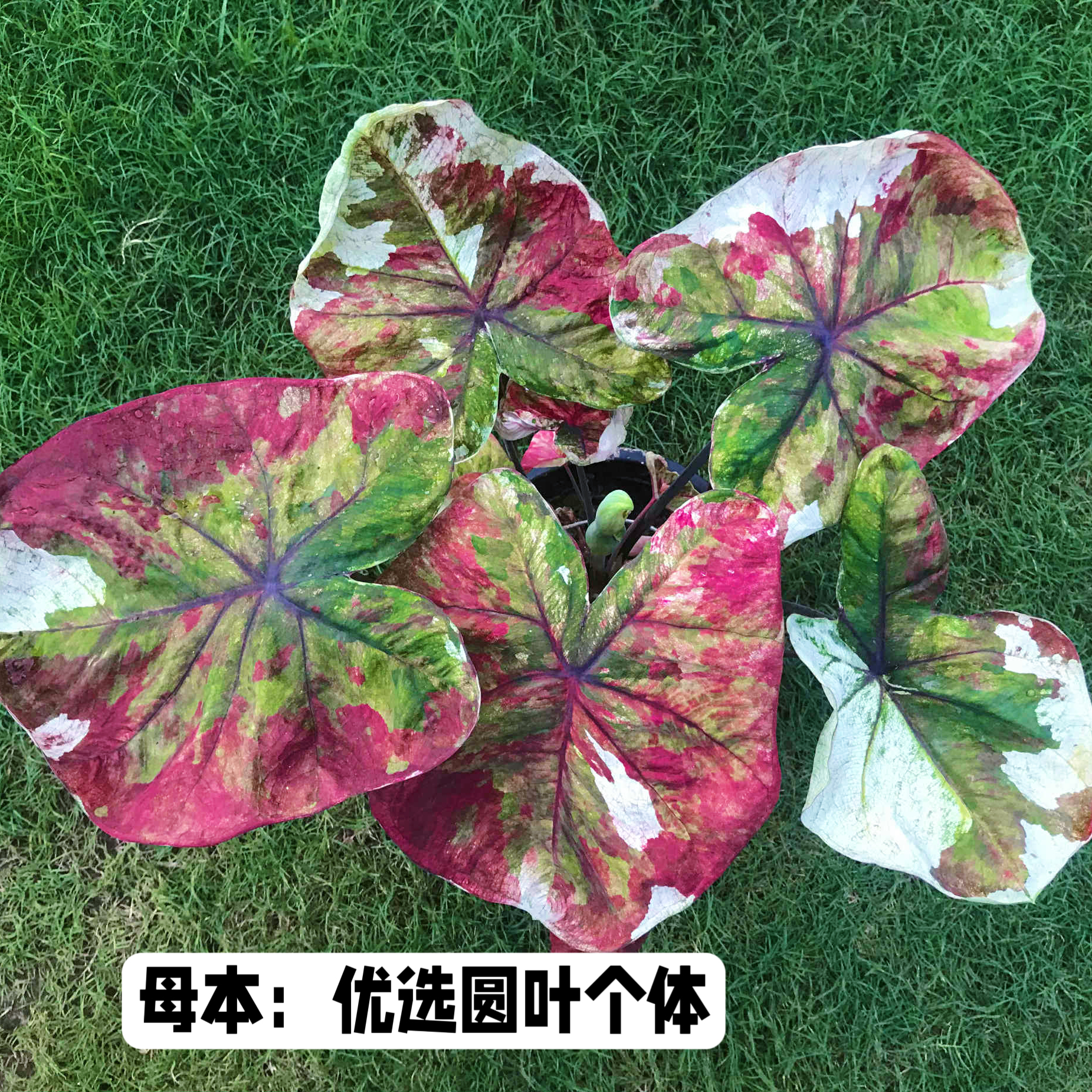 卯卯的花园 泰彩杂交种子 圆脸个体x落日/粉毒(浅色)/玛丽龙钻石