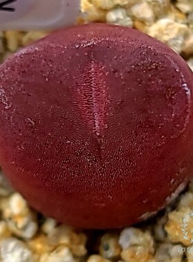 卯卯的花园 CR1131 鹤顶红毛汗尼 种子 C maughanii 肉锥 需秋播