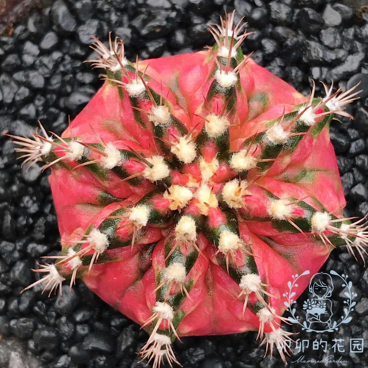 卯卯的花园 泰国褶皱米哈种子 精选母本实拍发芽率高mihanovichii