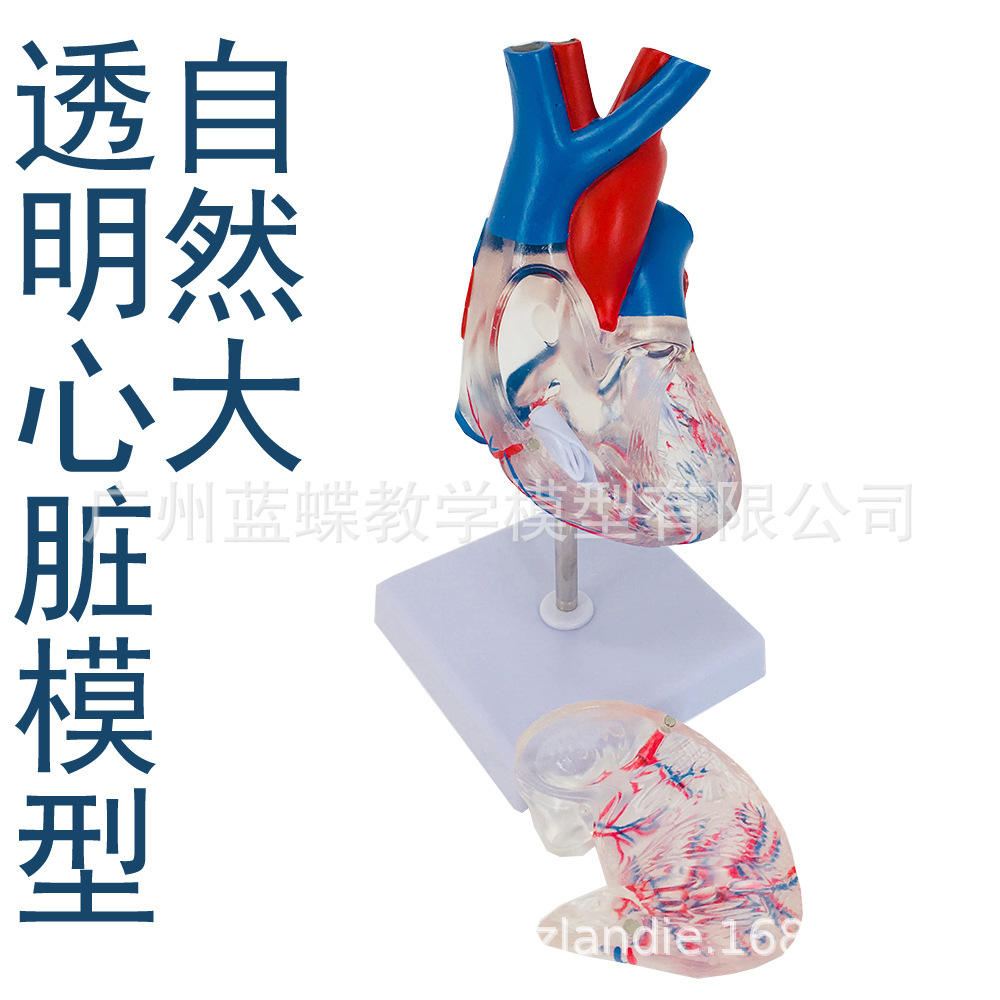 标准大自然心脏模型人体教学心脏解剖模型B超彩超可拆卸医学透明