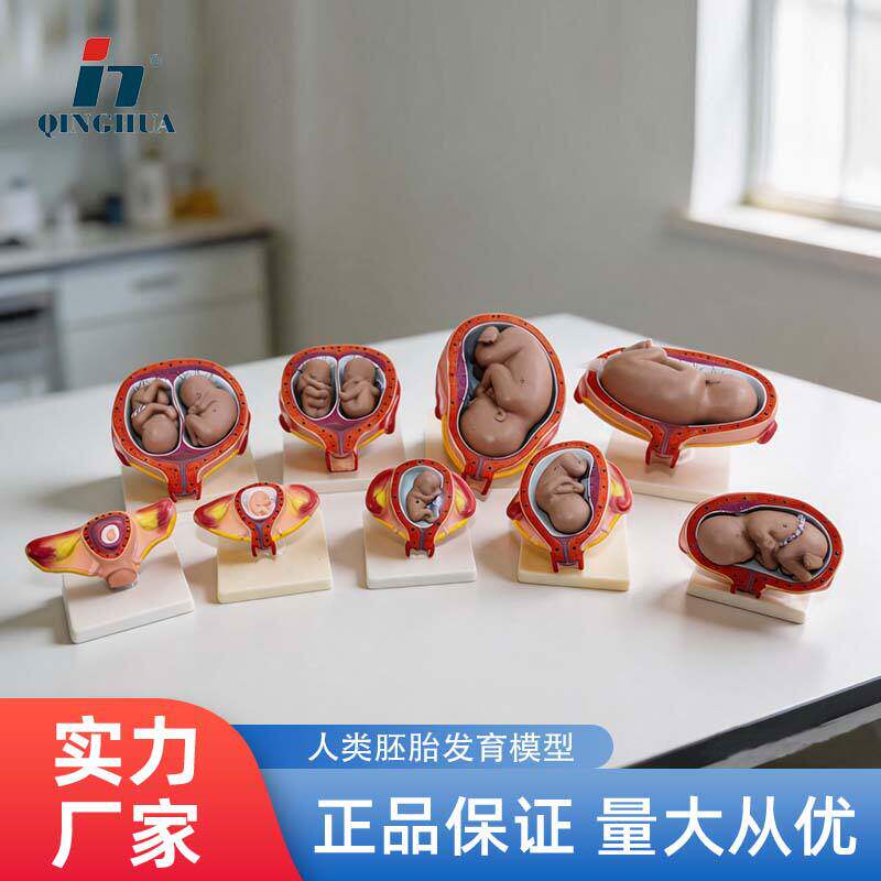 妊娠过程胚胎模型孕妇学校胚胎计划生育模型胎儿发育青华解剖模型