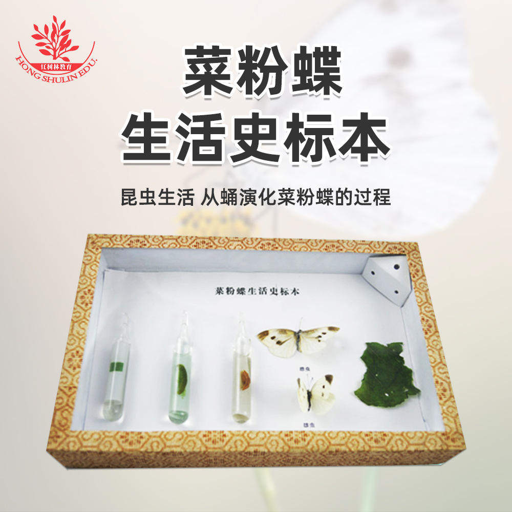 昆虫标本生活史益智玩具科教动物标本启蒙昆虫生物标本儿童菜粉蝶