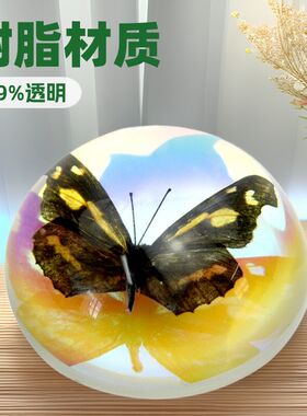 梦幻树脂滴胶半球蝴蝶真实炫彩品装饰用品桌面手工摆件新款