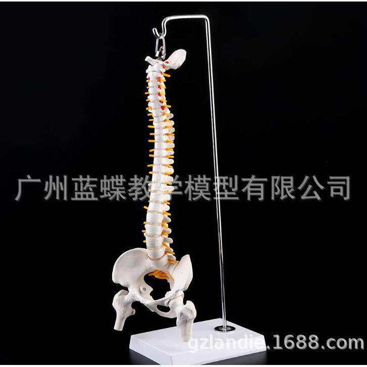 教学45CM人体脊柱带骨盆神经模型带股骨骨架脊柱脊椎模型悬挂式
