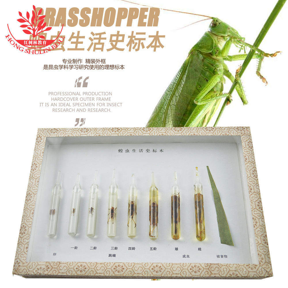 动物标本蝗虫儿童科普启蒙标本益智玩具动物类生物昆虫标本