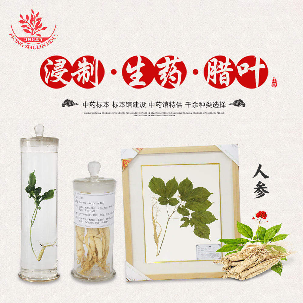 中药植物浸制标本医院展示教学美观瓶装外形玻璃浸制生药标本人参