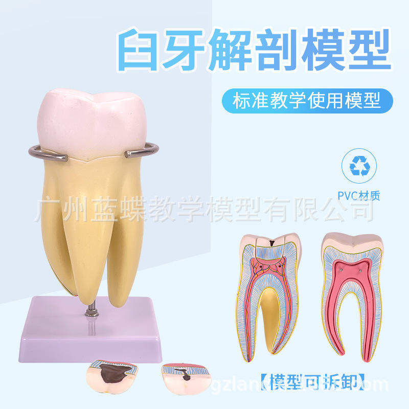 模型解剖教具磨牙人体大模型磨牙6件套口腔牙放大模型牙齿磨牙