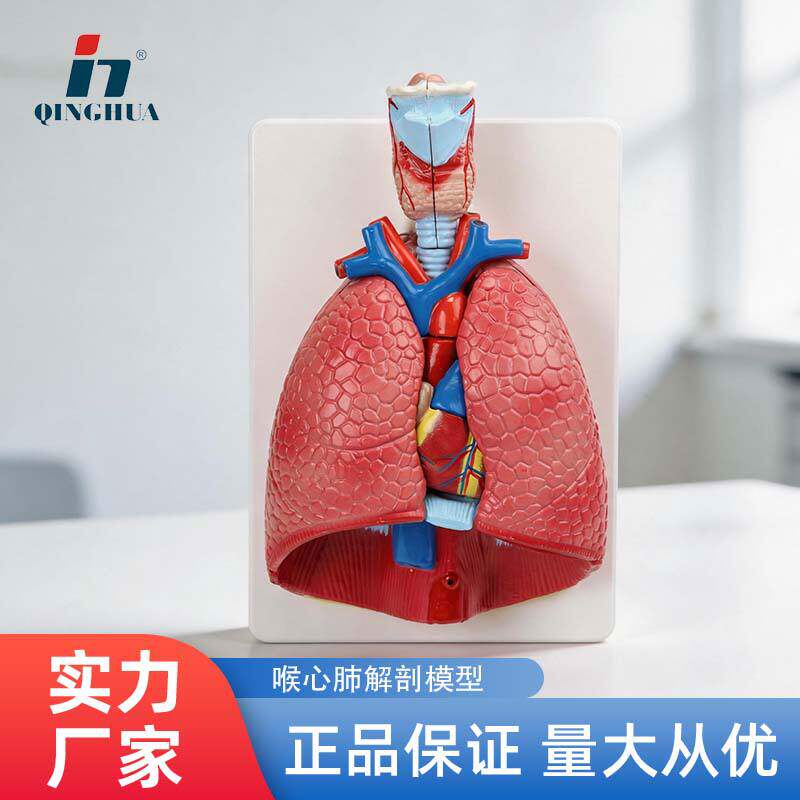 生物人体喉心肺呼吸系统模型解剖心内肺青华医学可拆呼吸系统教学
