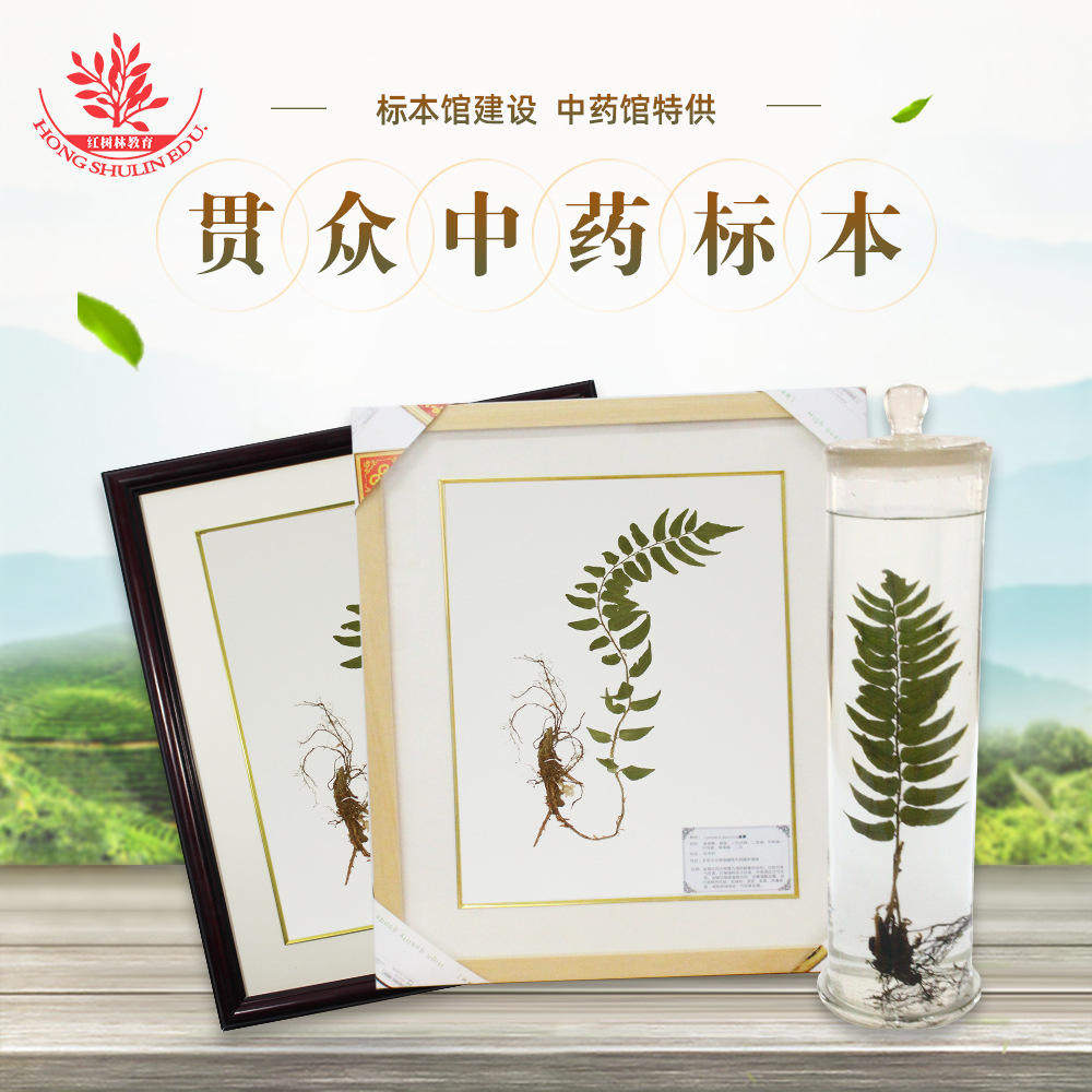 教学标本生药馆医院展厅摆件教学中药用保色贯众浸制蜡叶中医标本
