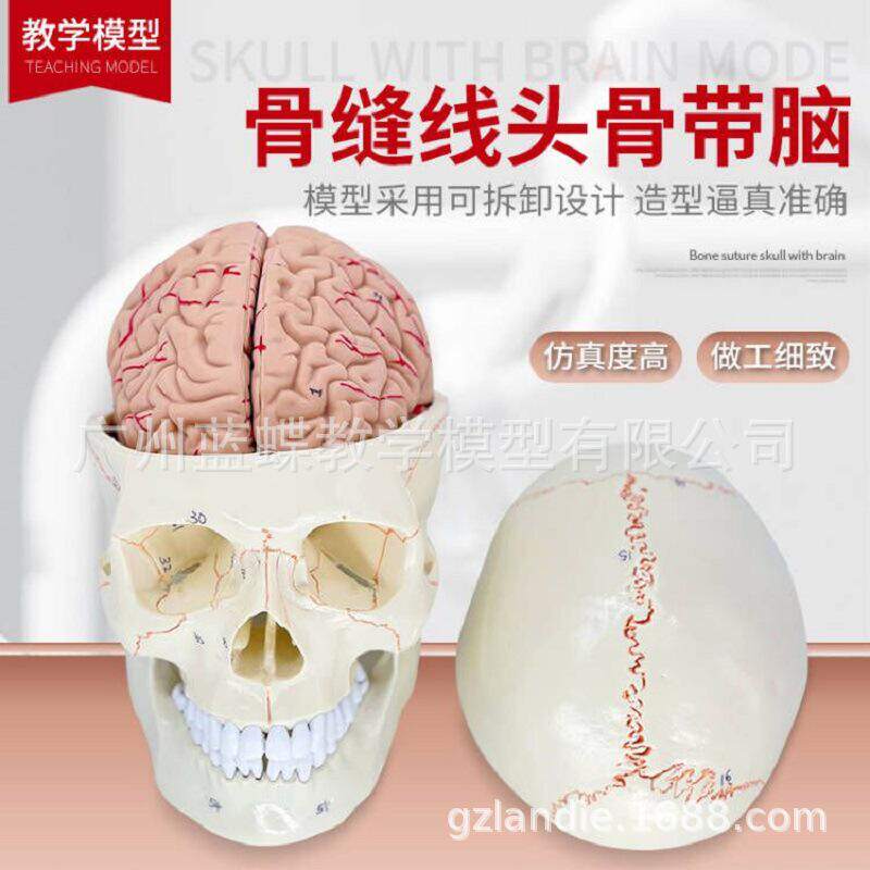 骨缝线模型附脑颅脑人体头颅骨大脑颅脑神经科头骨解剖模型