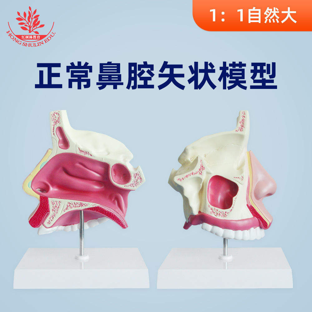 人体正常鼻腔矢状模型耳鼻喉科医患医学院高教医用教学模型沟通