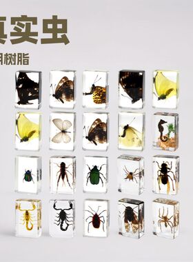 亚马逊跨境真实昆虫科普透明树脂蜘蛛蝴蝶标本蝎子金龟摆件手工