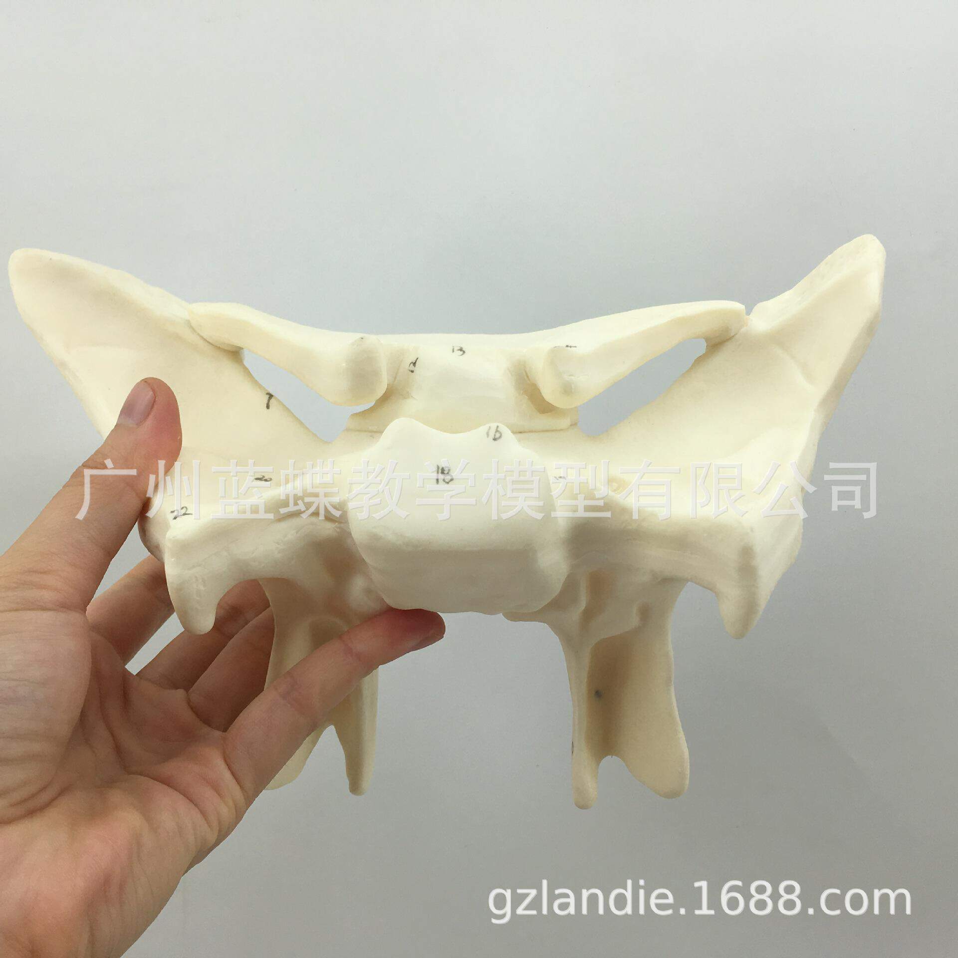 人体教学模型模型蝶骨人体模型人体教学模型3倍放大人体模型骨科